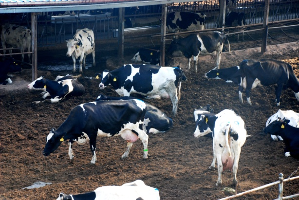 张掖市蓼泉奶牛养殖农民专业合作社 （565net必赢客户端集团廖泉牧场）