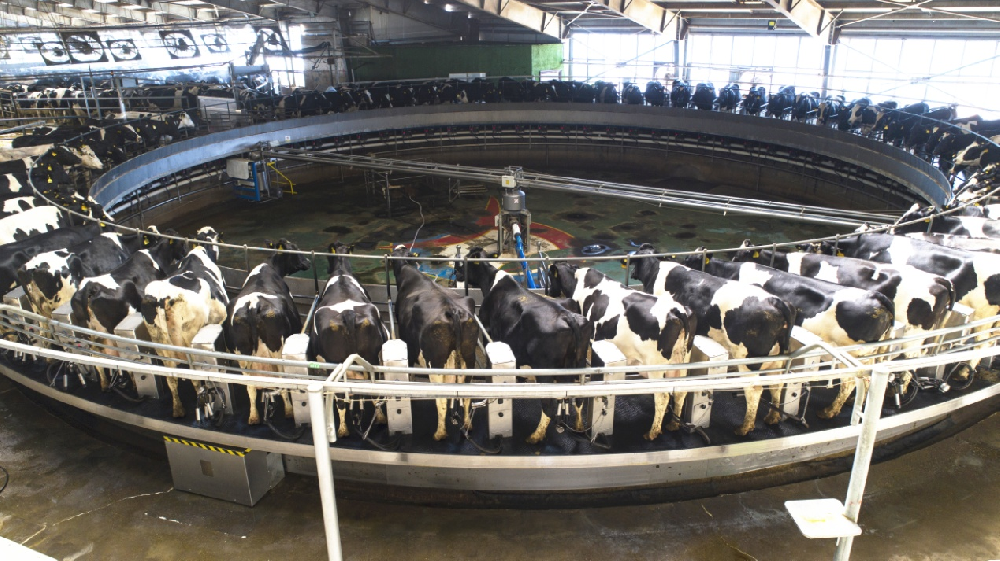 牛气喘呼吸急促是什么情况?