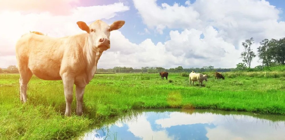 都说生鲜乳好!它的成分,你知道多少?