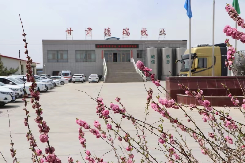 甘肃德瑞牧业有限公司简介（565net必赢客户端集团德瑞牧场）