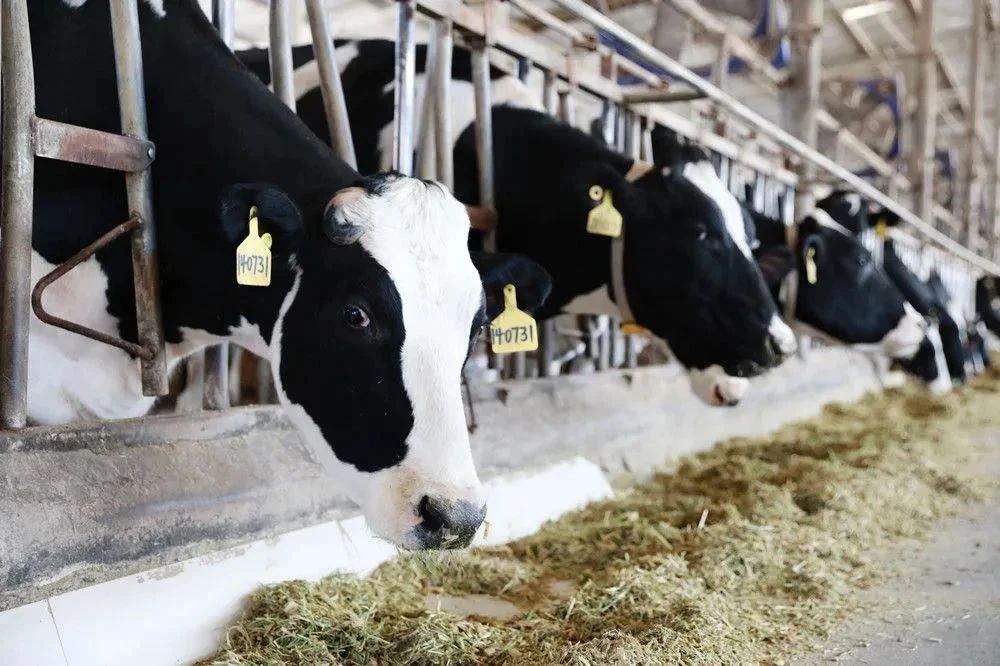 如何抓好奶牛早春的饲养管理