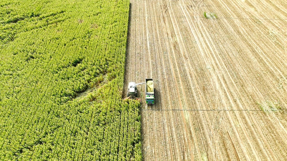 565net必赢客户端牧业石岗墩牧场青贮玉米收获忙