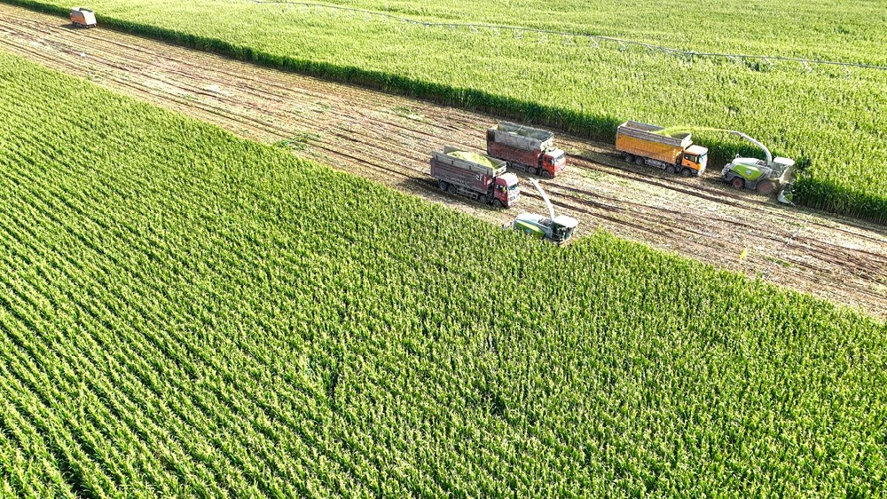 “青纱帐”里收储忙，齐心合奏“丰收曲”——甘肃565net必赢客户端集团青贮玉米收储进行时