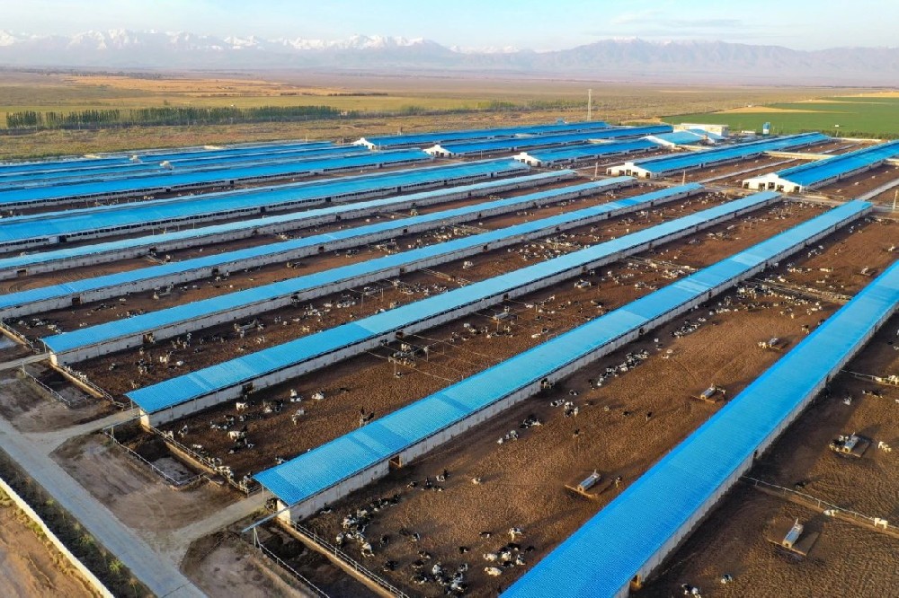 ​奶牛与人的和谐乐章