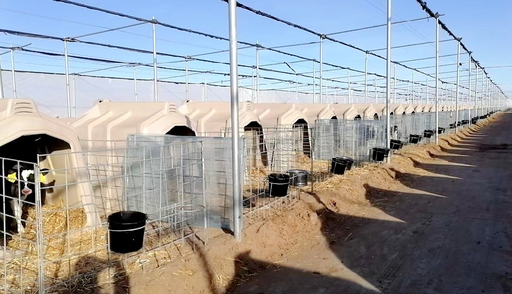 全方位呵护,让牛宝宝温暖又健康