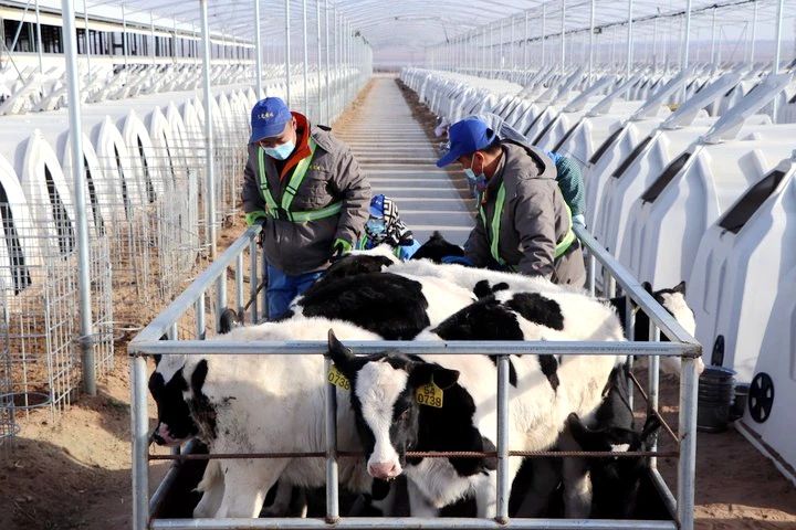 生命的礼赞，成长的史诗