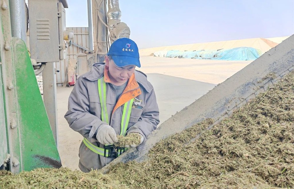 奶牛饲养师的坚守