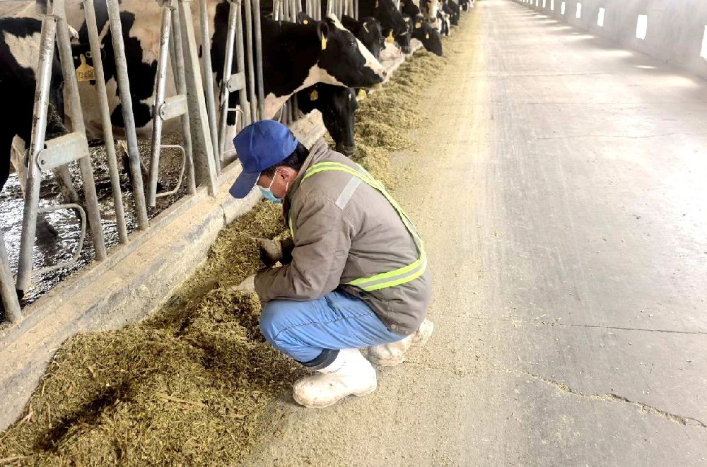 甘做养殖路上的“老黄牛”