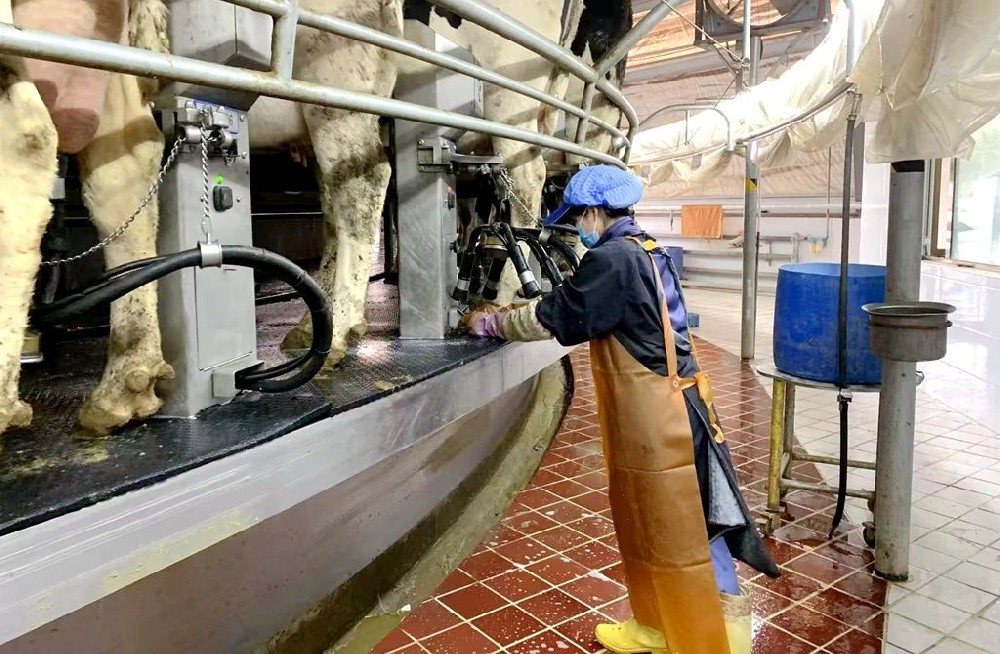 奶厅里的温暖日常与品质守护