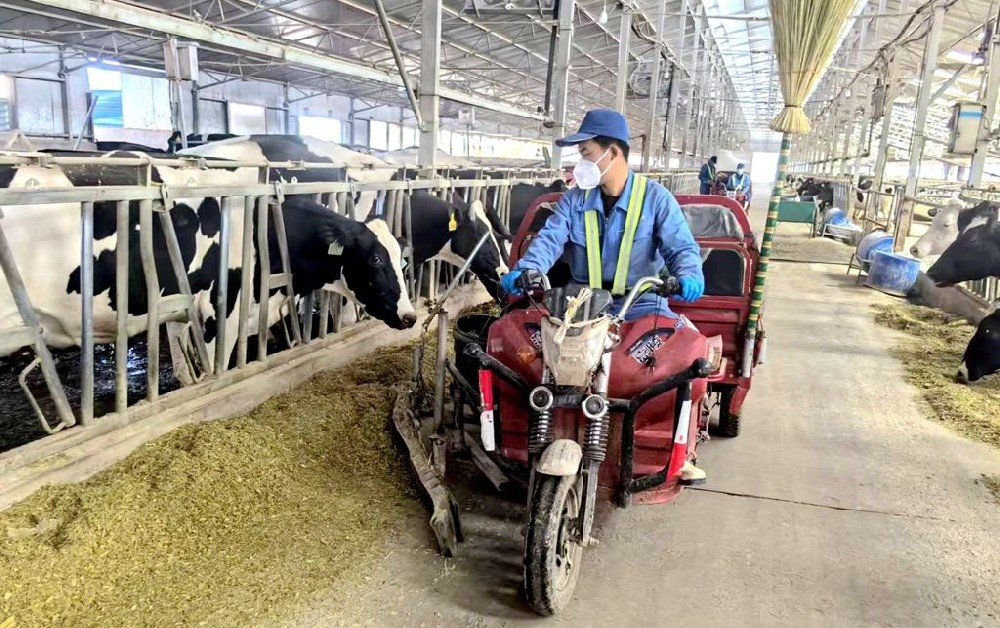 一杯好奶，节日里坚守的甜蜜馈赠