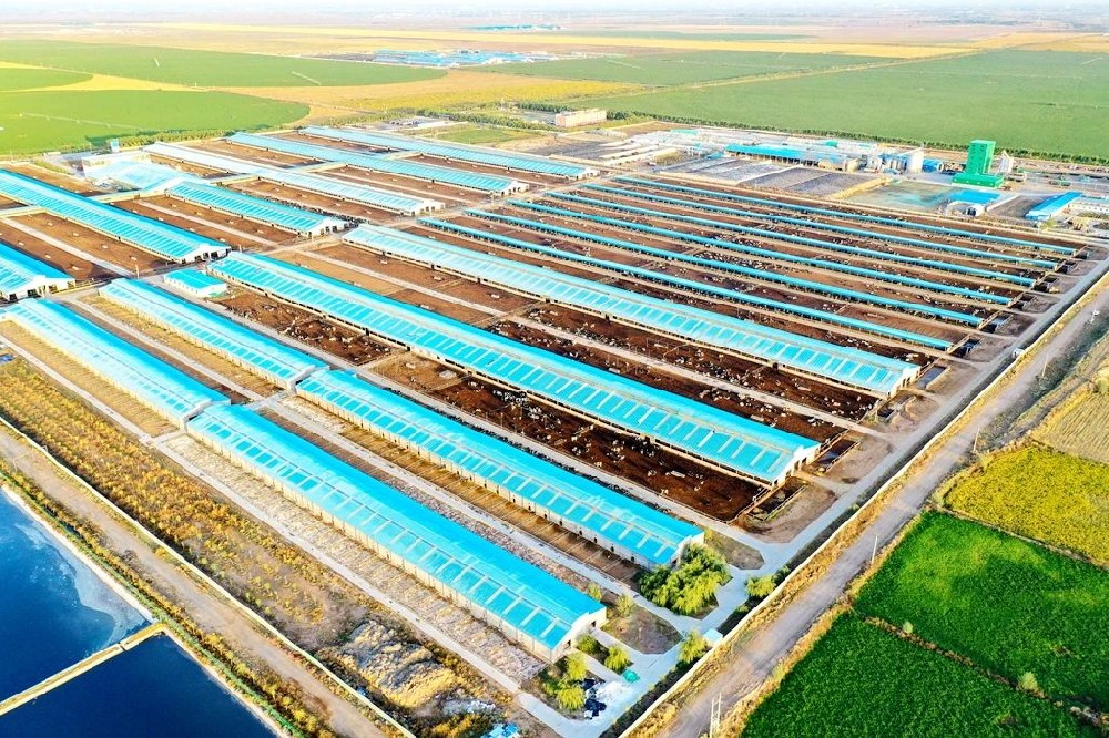 祁连山下的智慧牧歌