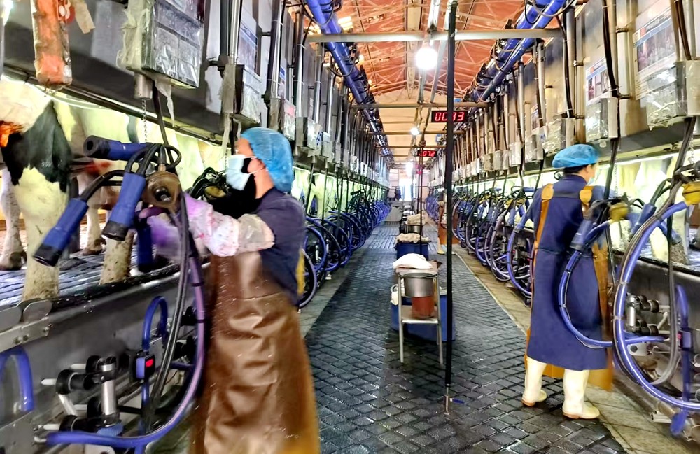 奶厅的鲜活日常:责任与温情并存