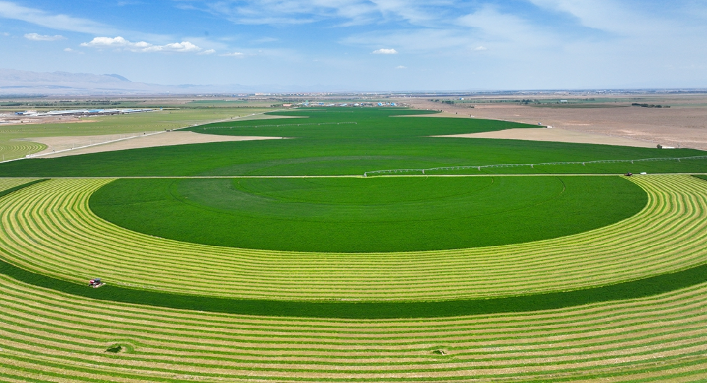 畜牧园区的盛夏图景