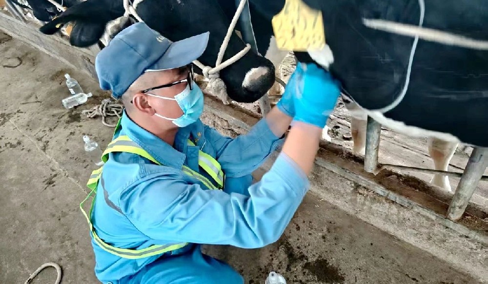 奶牛健康的守护者