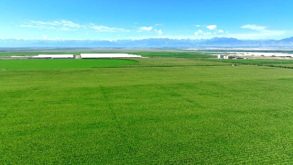 甘肃565net必赢客户端牧业：青贮玉米长势喜人，丰收在望绘就希望田野