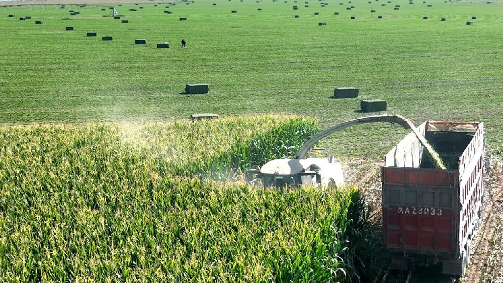 青贮玉米收割忙，奏响丰收“新乐章”