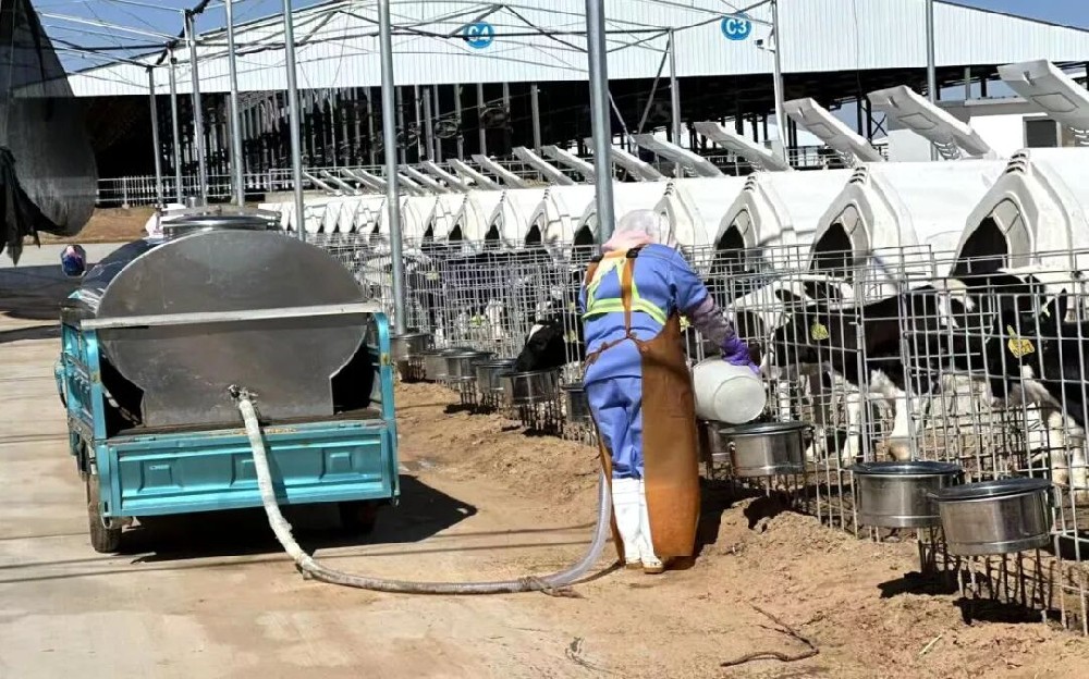 晨光里的“犊牛妈妈”