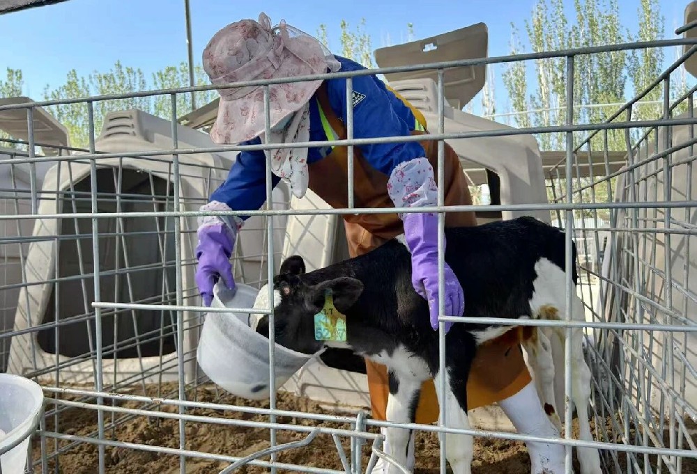 以心为壤，护犊成长