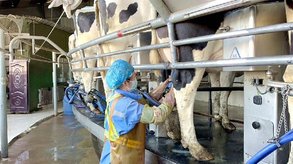 智慧养殖赋能牧场提质增效