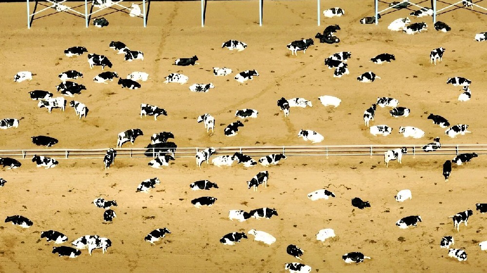 雪漫牧场：冬日里的暖巢与醇香